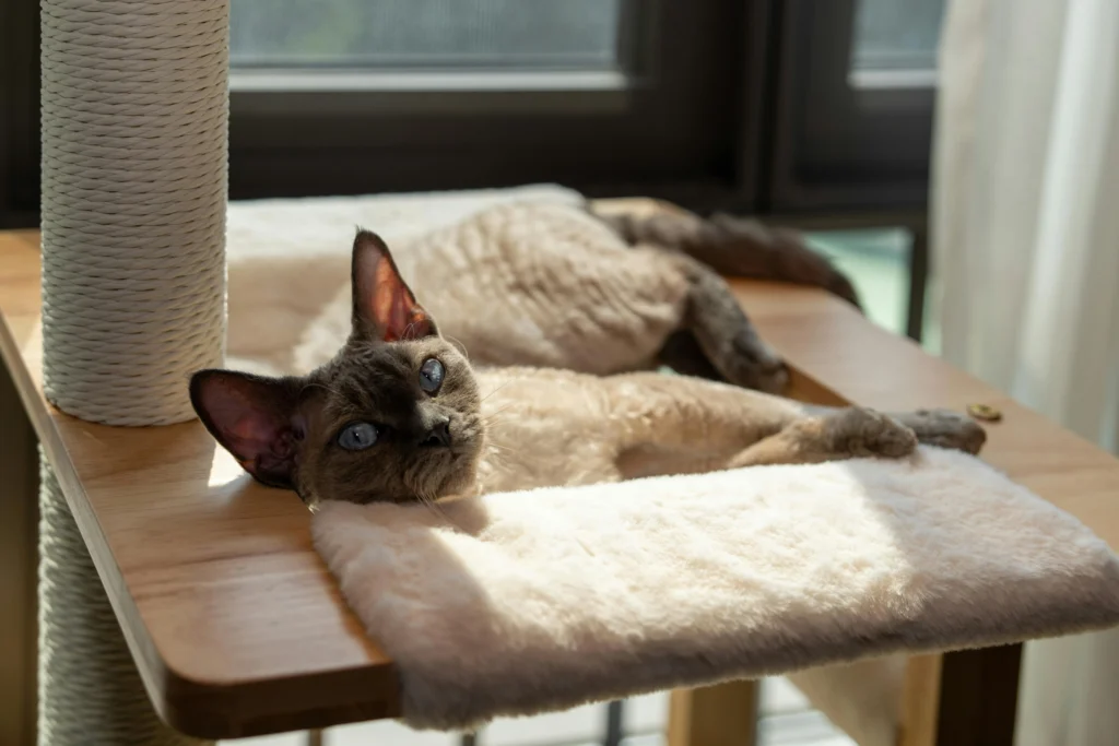 Como Gatificar Apartamento Alugado sem Furar Parede