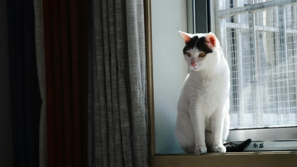 Como Melhorar o Bem-Estar de Gatos que Vivem em Apartamento