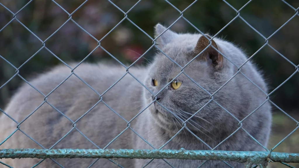 Como Proteger Seu Gato em Apartamento: Dicas e Cuidados! 12 Gato Maine Coon em rede proteção do reino do gato