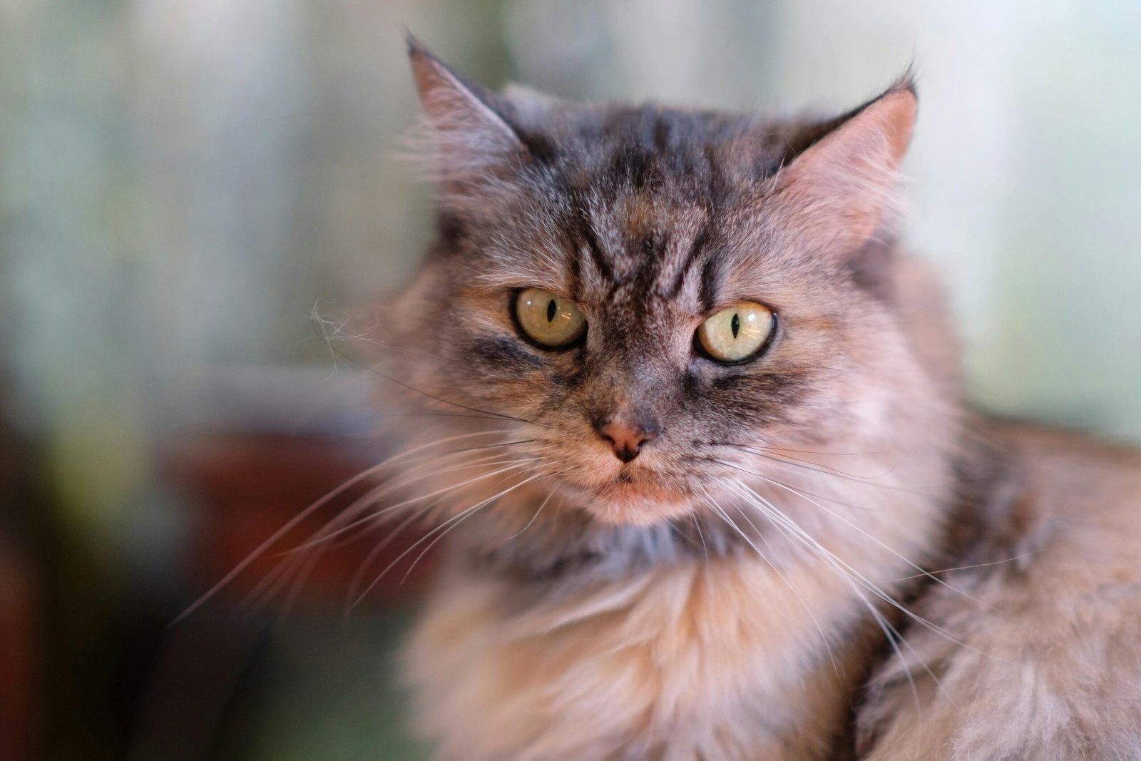 10 Coisas que seu Gato não Perdoa Não perca a Confiança Dele