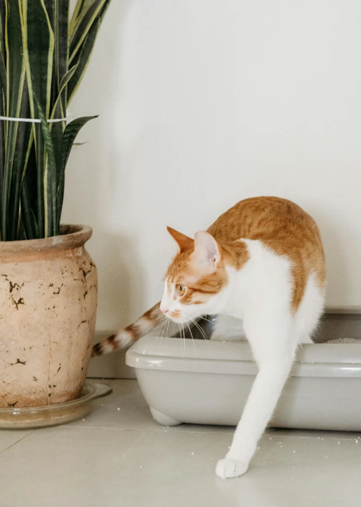 Cheiro zero e casa impecável com gato
