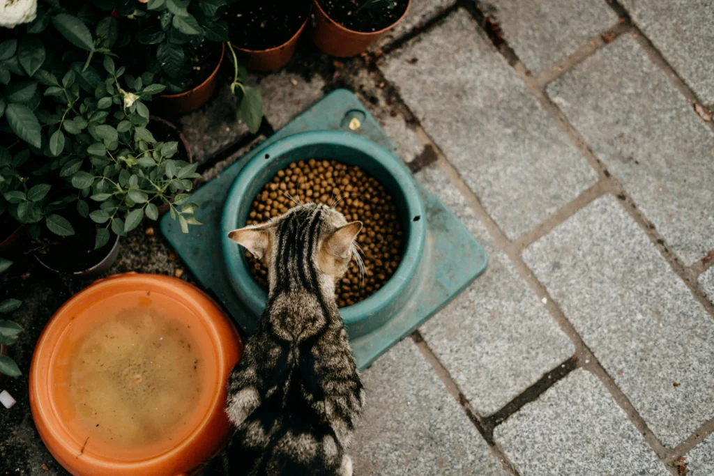 Gato tabby comendo ração seca em tigela funda verde no jardim