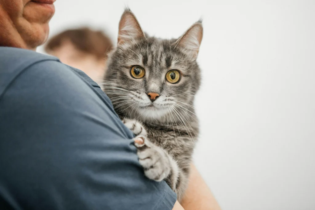 7 Cuidados Essenciais para a Saúde do Seu Gato em 2026