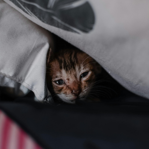 Gatos e Fogos de Artifício: Guia para o São João 2026 12 Filhote de gato malhado escondido sob cobertas brancas, com olhar triste e assustado, exemplificando a fragilidade dos pets diante de barulhos intensos.