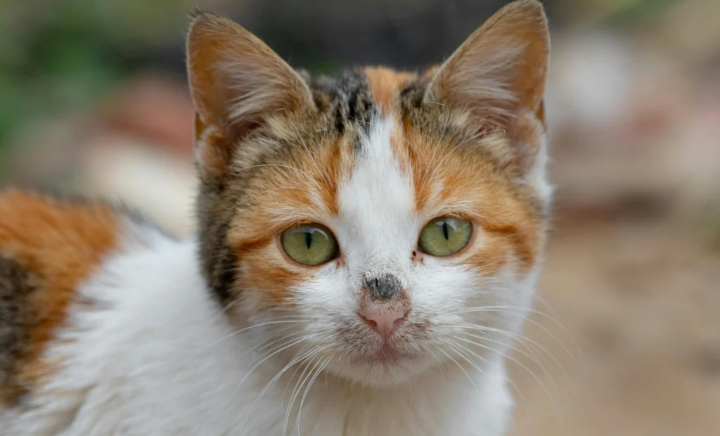 Close-up de gata tricolor com pelagem branca, laranja e preta e olhos verdes intensos, ilustrando a personalidade leal e marcante das gatas tricolores