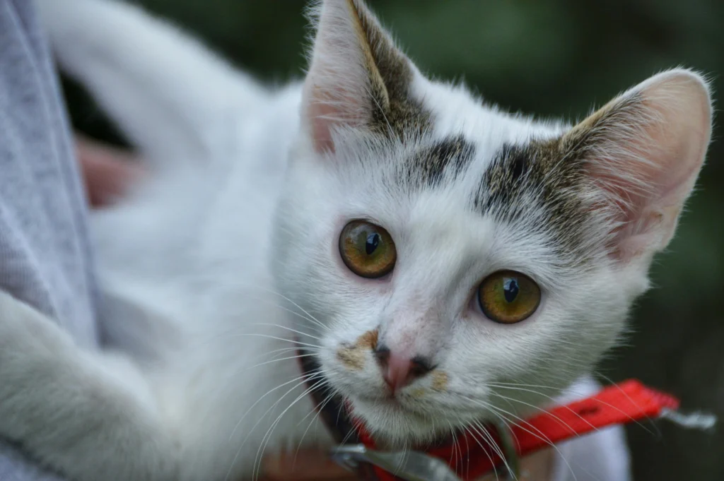 gatinho branco com olhos dourados com expressão de medo e desconfiança
