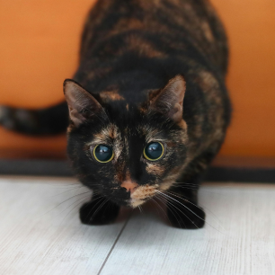 Gatos e Fogos de Artifício: Guia para o São João 2026 13 Gato adulto de pelagem escaminha (tortoiseshell) agachado em posição de alerta, com pupilas extremamente dilatadas e olhar fixo, demonstrando medo e prontidão para fuga.