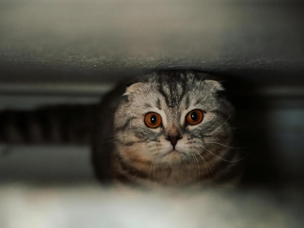 Gatos e Fogos de Artifício: Guia para o São João 2026 14 Gato da raça Scottish Fold escondido em local escuro, com olhos âmbar arregalados e pupilas dilatadas, demonstrando pânico e alerta extremo.