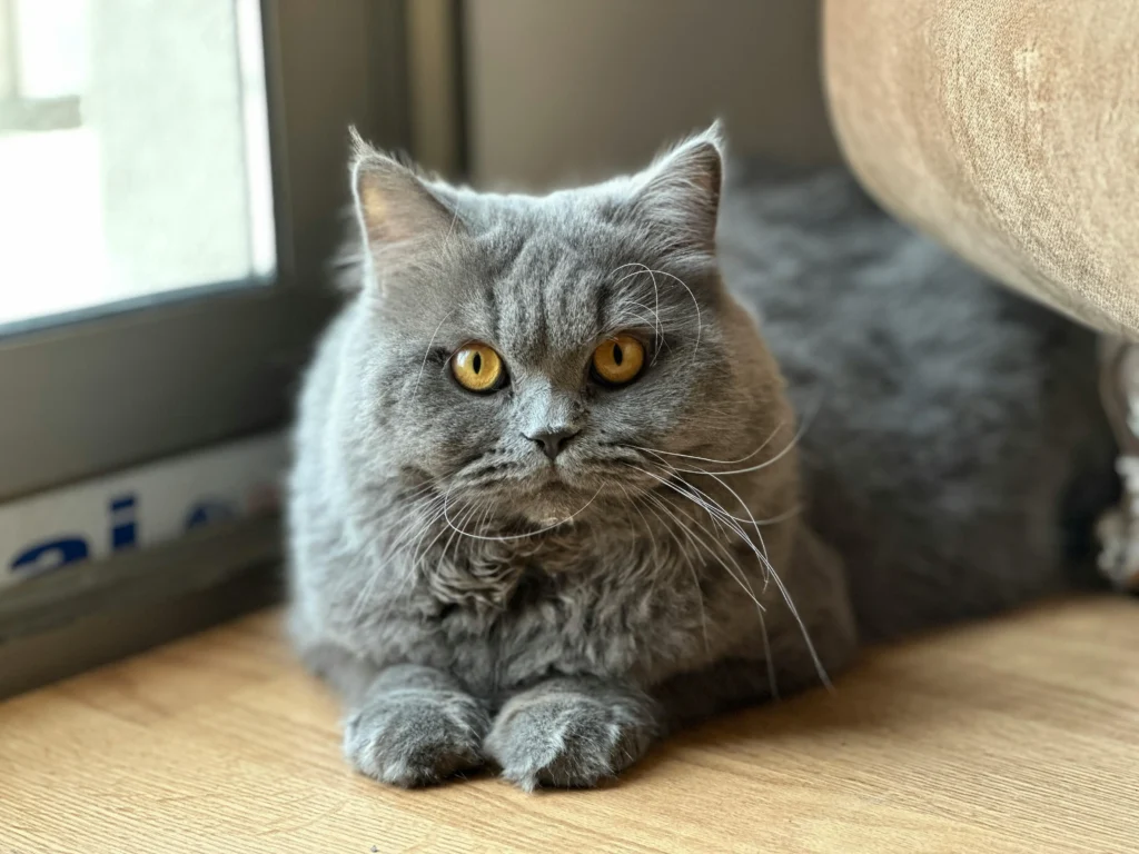 Gato cinza British Shorthair com olhos âmbar deitado tranquilamente, representando a personalidade calma, inteligente e zen dos gatos de pelagem cinza