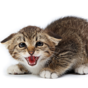 Gatos e Fogos de Artifício: Guia para o São João 2026 6 Filhote de gato malhado com orelhas baixas e achatadas, boca aberta em sinal de rosnado ou miado de defesa, demonstrando medo e agressividade por estresse.