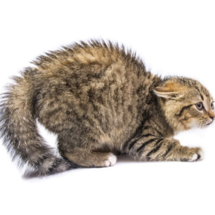 Gatos e Fogos de Artifício: Guia para o São João 2026 7 Gato filhote malhado com corpo arqueado, pelos do dorso e da cauda totalmente eriçados e orelhas achatadas em sinal de medo e defesa.