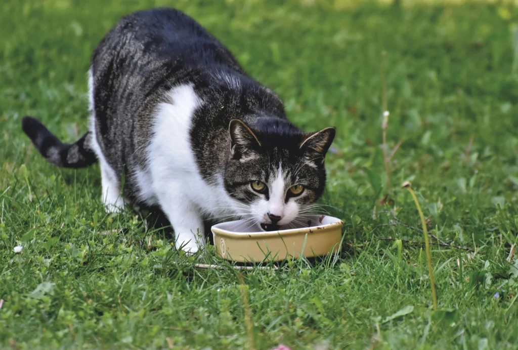 gato tigrado comendo na tigela com foco e postura de alerta