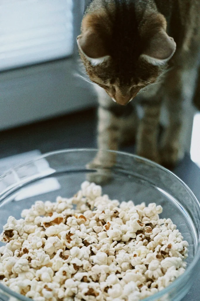 Gato tabby farejando tigela de pipoca — exemplo de alimento humano inadequado para gatos