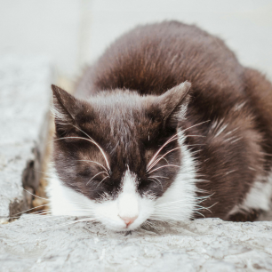 Gatos e Fogos de Artifício: Guia para o São João 2026 11 Gato idoso preto e branco com olhos fechados e corpo encolhido em uma superfície de pedra, demonstrando comportamento de apatia e isolamento por medo
