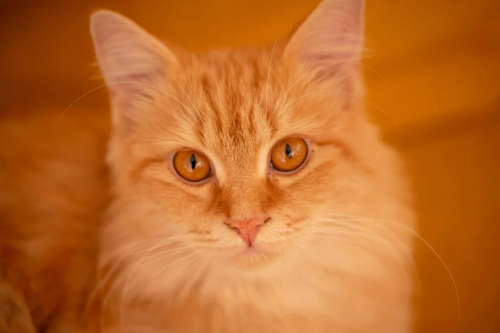 Close-up de gato laranja de pelo longo e olhos dourados intensos, ilustrando a personalidade extrovertida e curiosa dos gatos laranjas