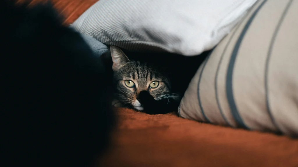 Gatos e Fogos de Artifício: Guia para o São João 2026 10 Gato malhado com pupilas dilatadas escondido sob almofadas, ilustrando o medo de fogos e a necessidade de preparar um ambiente seguro.
