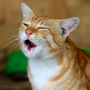 Gatos e Fogos de Artifício: Guia para o São João 2026 9 Gato laranja com a boca aberta em um miado intenso, olhos semifechados e expressão de desconforto, ilustrando a vocalização excessiva por estresse.