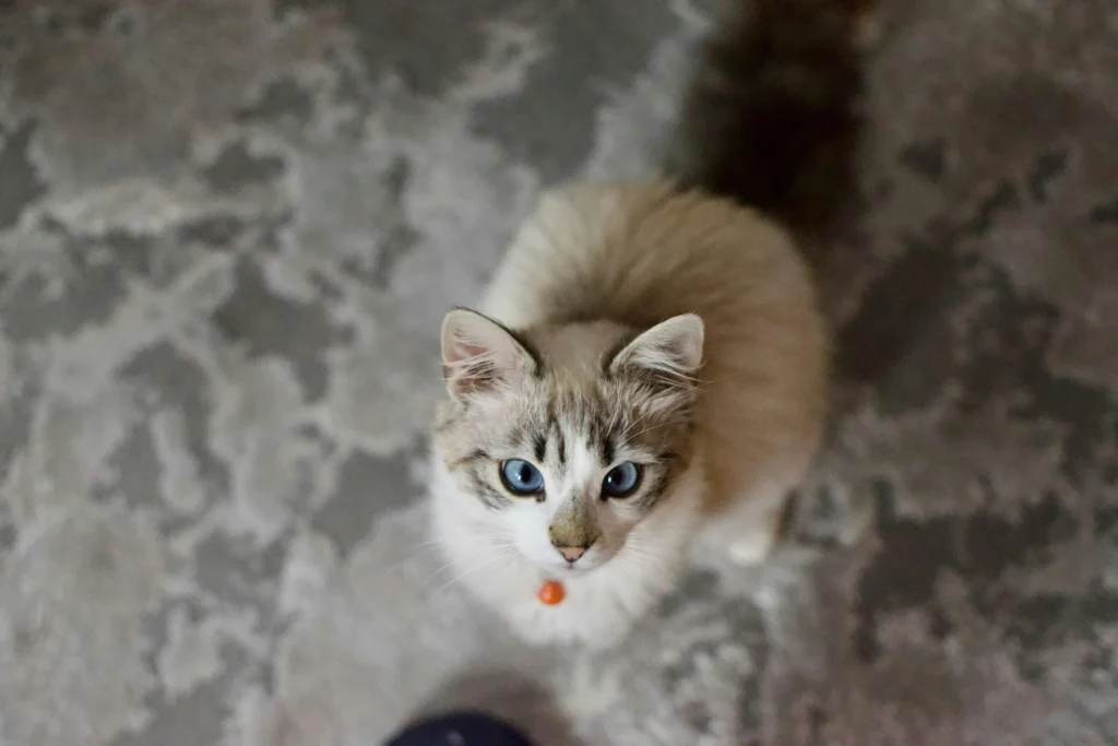 Sinais que Seu Gato Te Ama, Gatinho de olhos azuis olhando diretamente para cima, demonstrando confiança e conexão com seu tutor