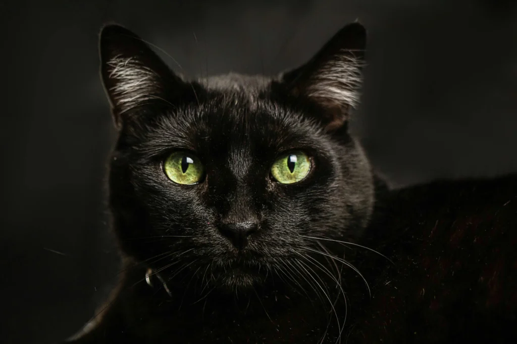 Close-up de gato preto com olhos verdes intensos e expressão serena, ilustrando a personalidade calma e observadora dos gatos de pelagem preta