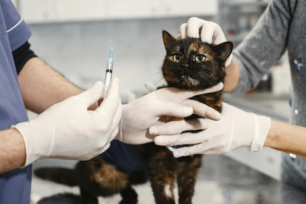 Veterinário preparando seringa para vacinar gato tortoiseshell em clínica, mostrando a importância do check-up e vacinação para gatos