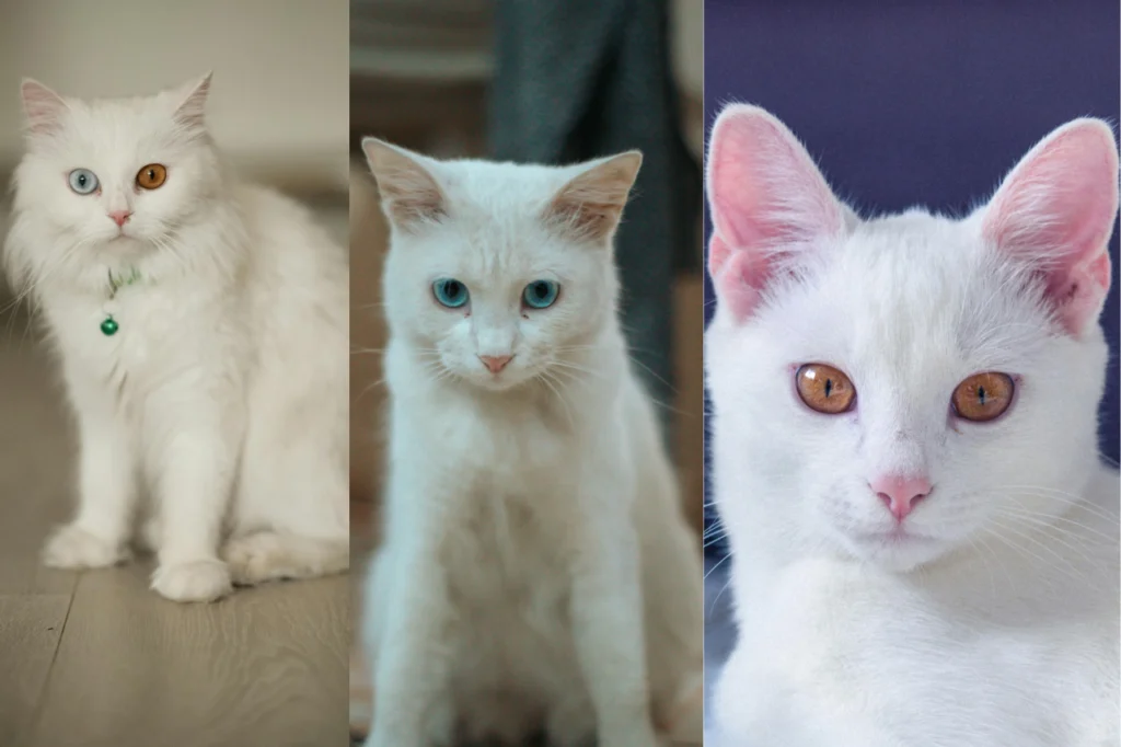 Três gatos brancos com diferentes cores de olhos: heterocromia, olhos azuis e olhos âmbar, ilustrando a relação entre cor dos olhos e risco de surdez em gatos brancos