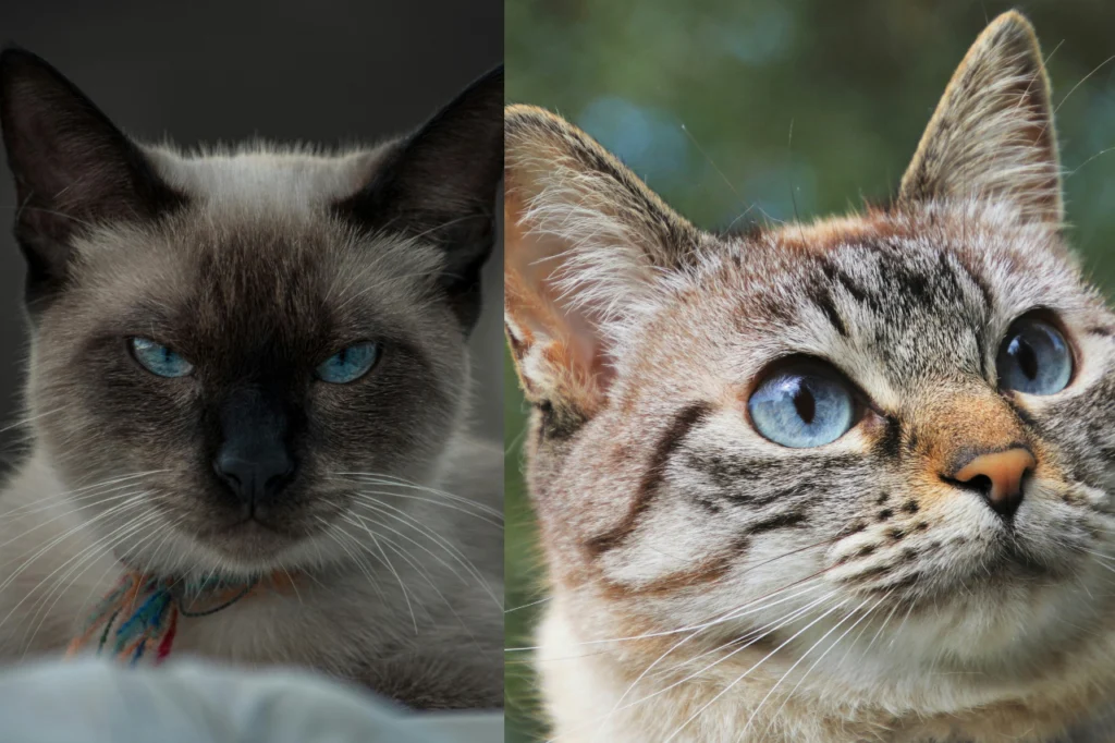 Close-up de dois gatos color point com olhos azuis intensos — siamês e tabby point — representando a personalidade vocal e apegada dos gatos ponteados