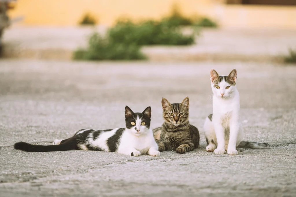 Cada gato macho carrega uma personalidade única — moldada pela genética, pelo instinto e pelo amor que recebe