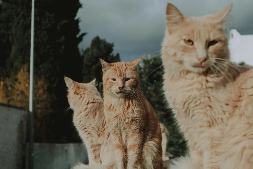 Três gatos machos laranjas juntos ao ar livre, ilustrando a predominância da pelagem laranja entre os machos felinos