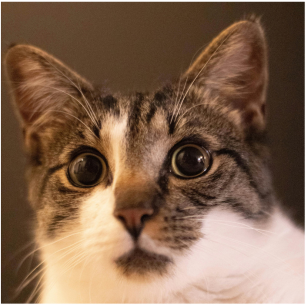 Gatos e Fogos de Artifício: Guia para o São João 2026 4 Close-up de gato com pupilas dilatadas e olhar fixo, exemplificando a midríase por estresse e o estado de alerta felino durante ruídos altos