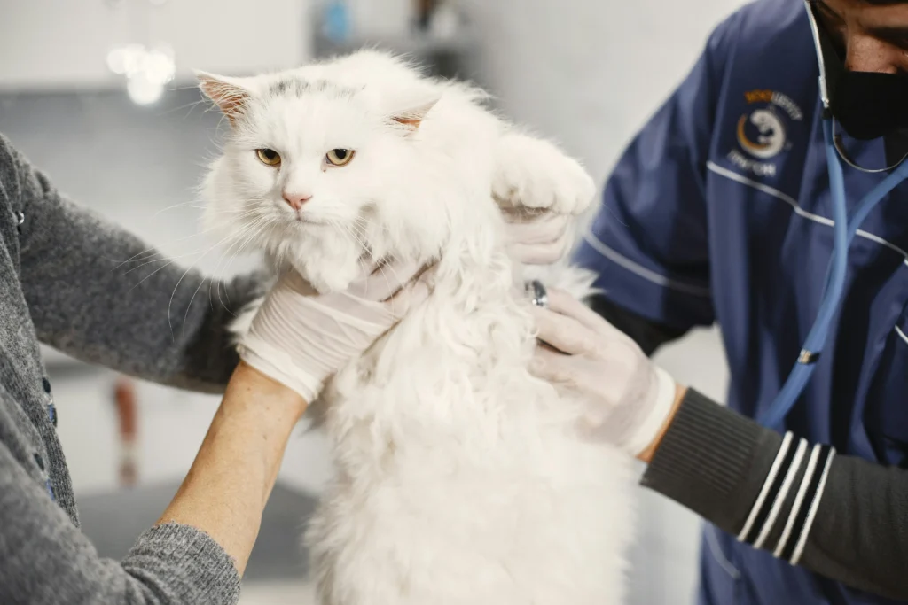 Veterinário aplicando vacina em gato branco de pelo longo durante consulta, ilustrando a importância da vacinação baseada em risco