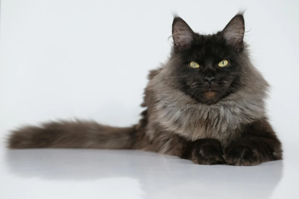 Maine Coon preto de pelagem longa e densa deitado
em posição esfinge — raça conhecida pela dieta
rica em proteína animal