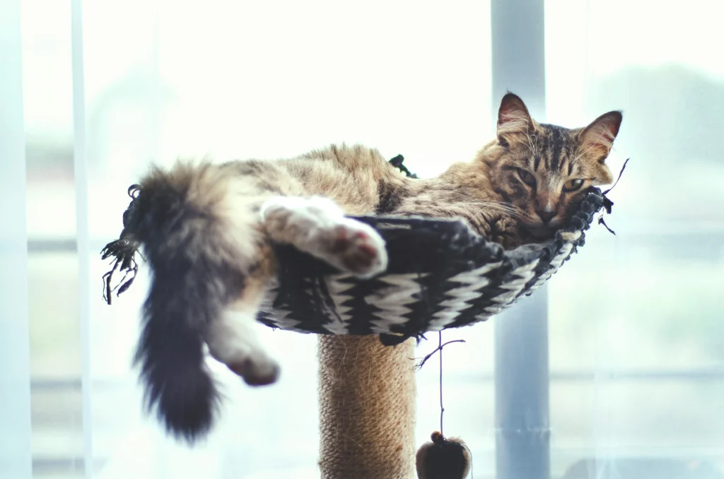 Gato deitado relaxando em uma cama suspensa no alto de um arranhador perto da janela, demonstrando a importância de um ambiente estimulante e seguro para o bem-estar mental de gatos idosos.