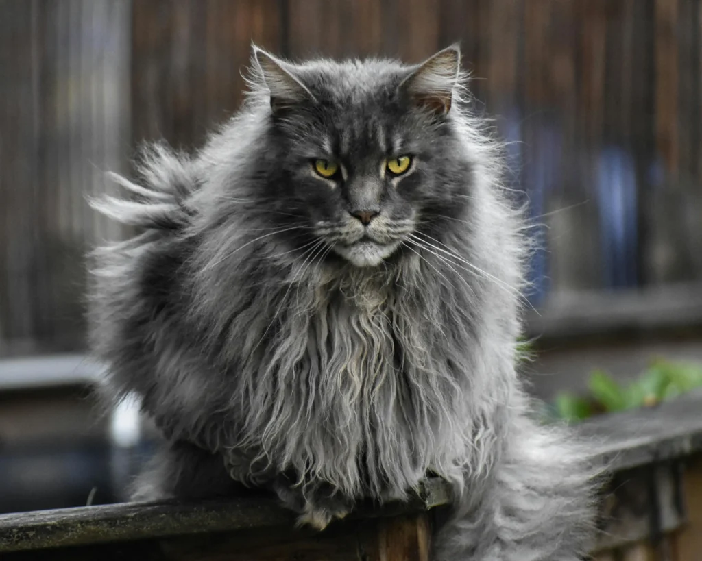 Maine Coon blue smoke com pelagem densa ao vento —
a raça possui três camadas de pelo que exigem
cuidados específicos de escovação