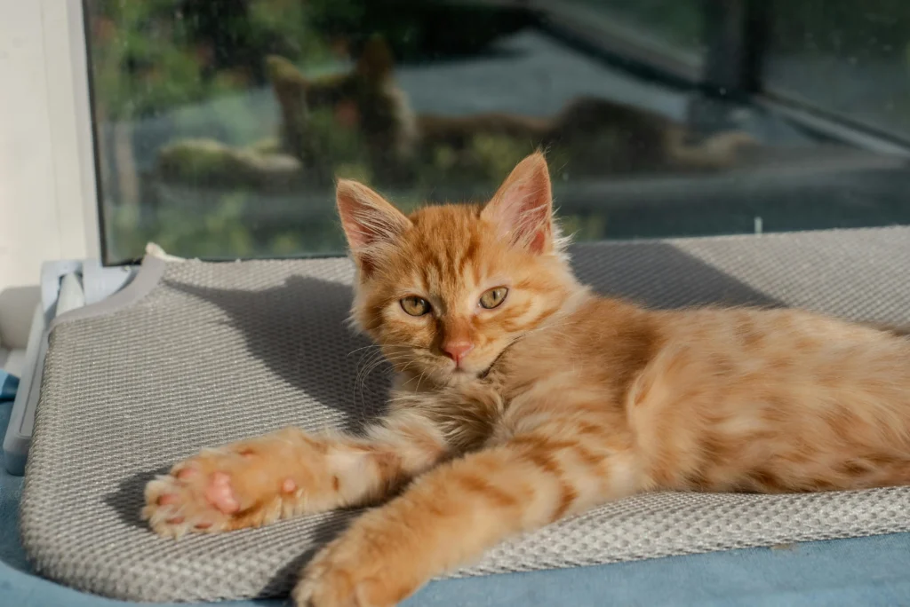 Filhote de Maine Coon laranja deitado ao sol —
alimentação na fase filhote exige ração específica
rica em proteína e calorias