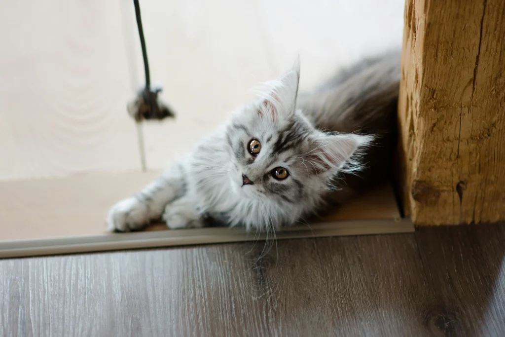Filhote de Maine Coon silver tabby deitado brincando —
habituar o gato à escovação e ao toque desde filhote
reduz a resistência na fase adulta