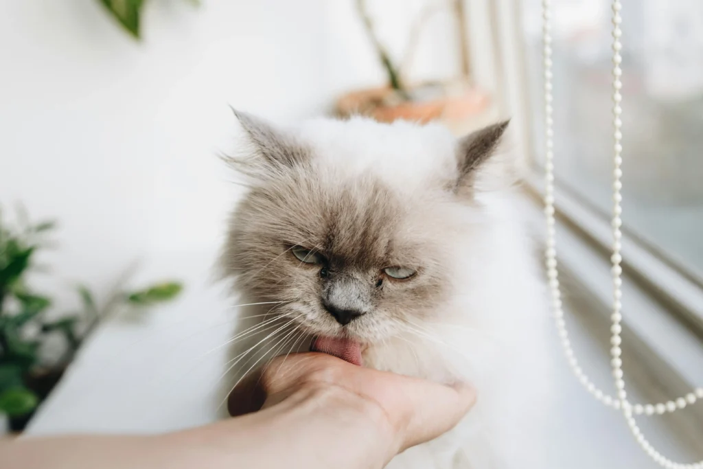Gata de pelo longo lambendo a mão da tutora com expressão
carinhosa — comportamento maternal comum em gatas fêmeas
que tratam o tutor como parte do grupo felino