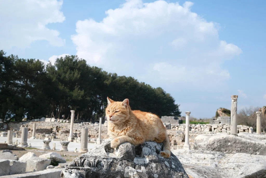 Gato laranja descansando tranquilamente sobre antigas ruínas de pedra com colunas gregas ao fundo, ilustrando a conexão dos felinos com a mitologia e o sagrado.