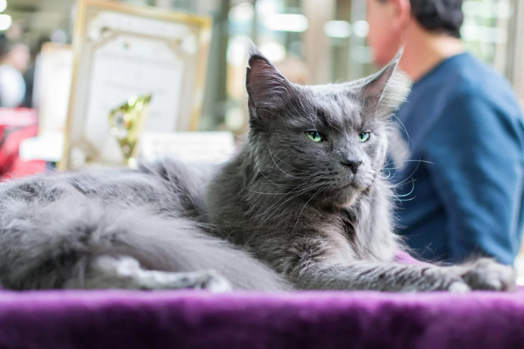 Saúde do Maine Coon: Guia Completo para Tutores 2026 3 Maine Coon blue solid adulto em pose altiva —
o grande porte e as características genéticas únicas
da raça determinam cuidados de saúde específicos