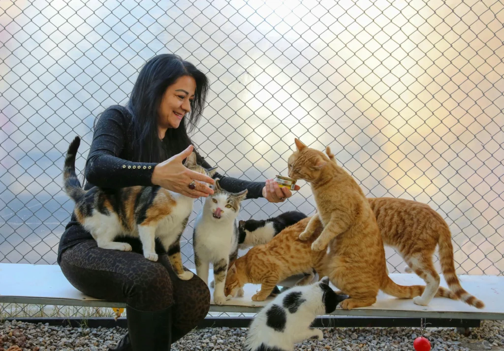 Adoção de Gatos: Evite os 3 Erros Mais Comuns 3 Tutora sorrindo alimentando vários gatos com sachê em área de adoção