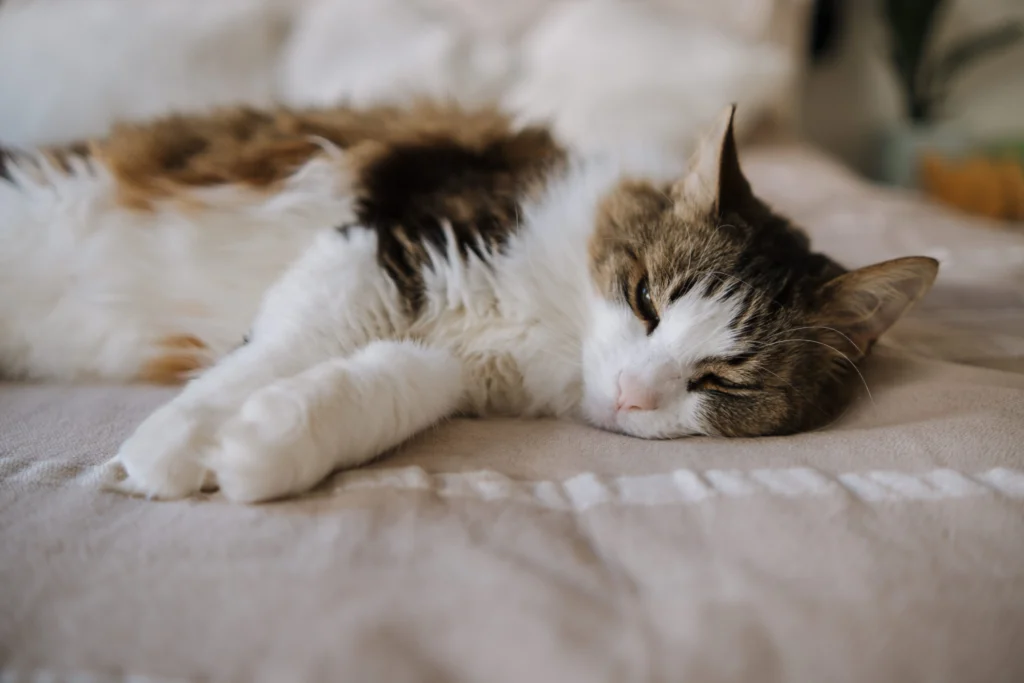 Doença Renal em Gatos: Sinais Precoces e Exames em 2026 1 Doença Renal em Gatos Sinais Precoces e Exames em 2026