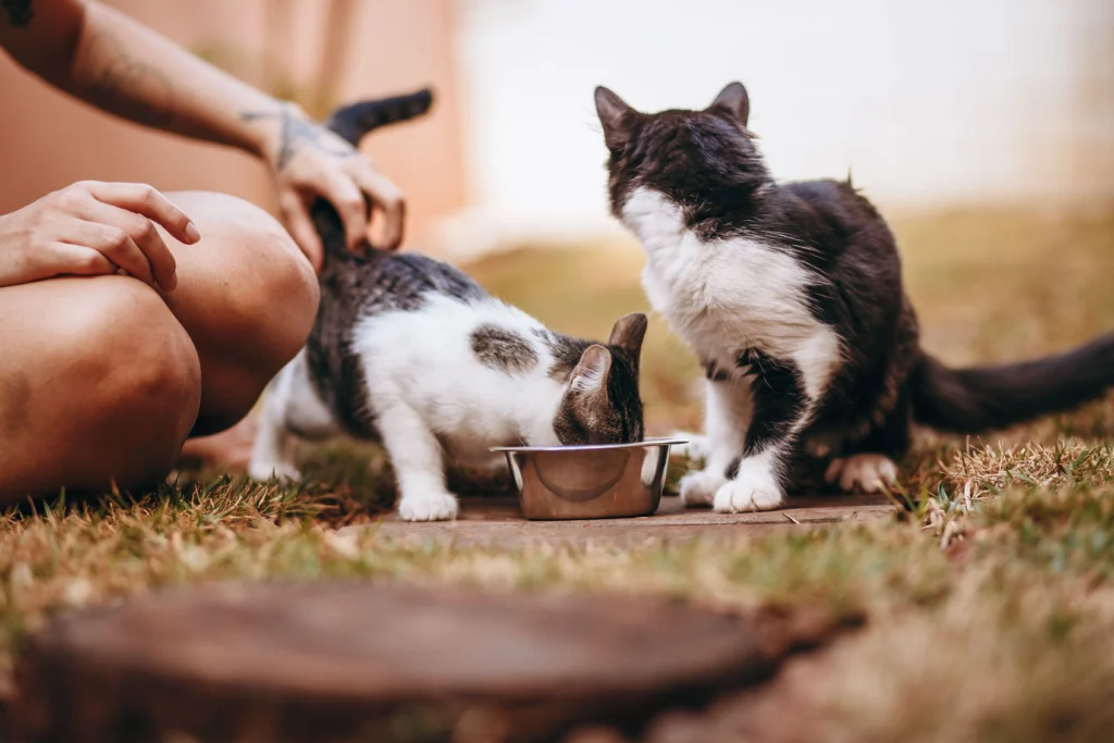 Quatree Supreme Natural para Gatos Idosos Vale a Pena? 4 Gato sendo alimentado enquanto come ração, da Quatree Supreme Natural para gatos idosos.