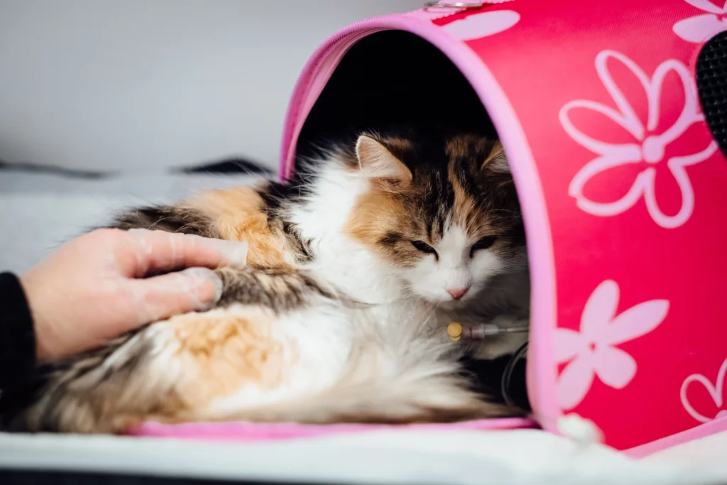 Gato descansando em caixa de transporte rosa durante cuidados veterinários, imagem relacionada ao acompanhamento de gatos com doença renal.